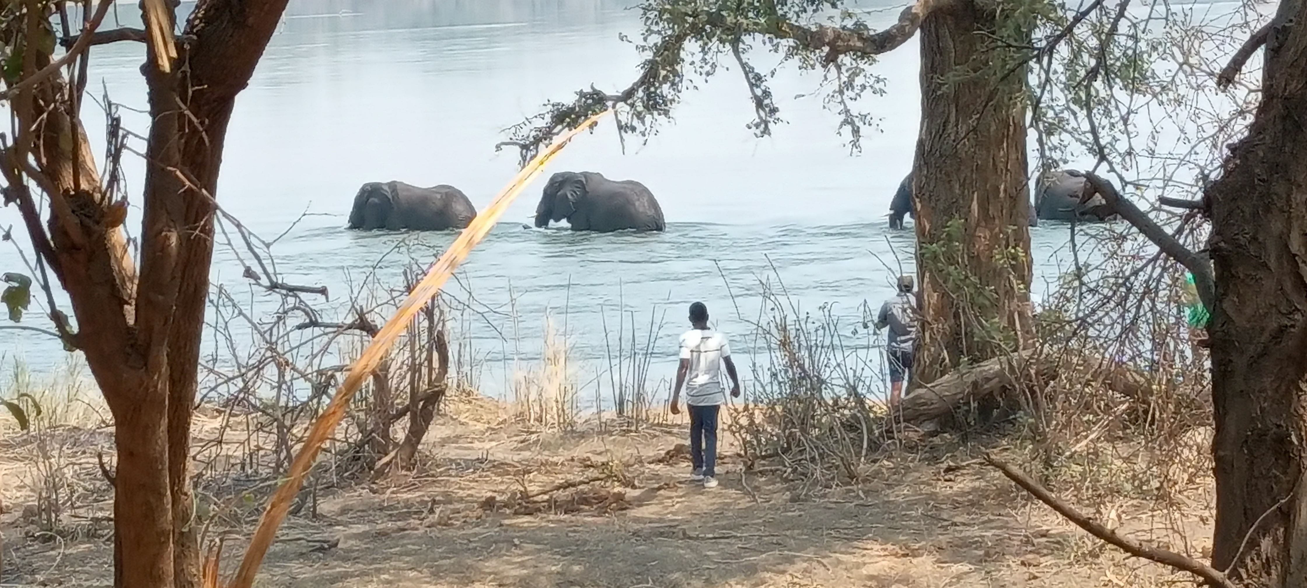 Wildlife